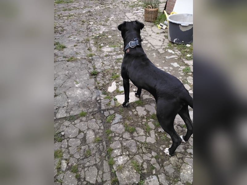 Steffi Mix dringend abzugeben