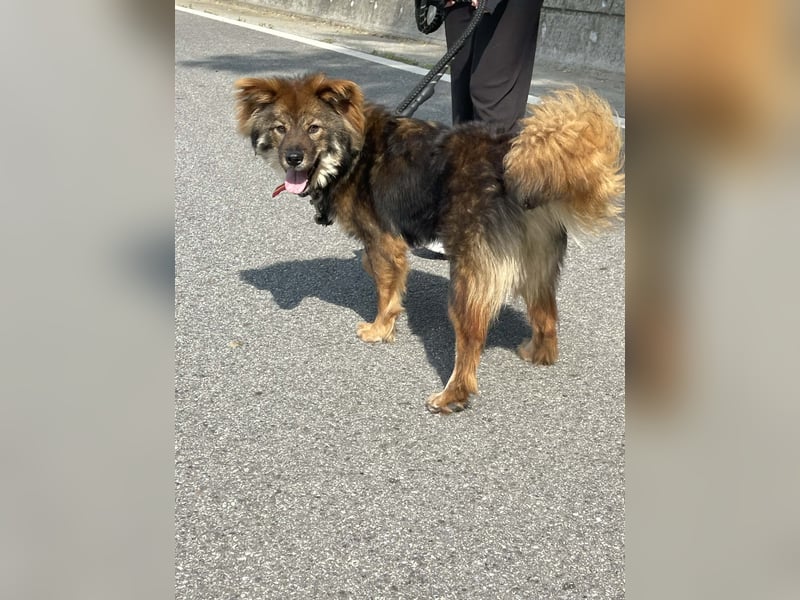 lieber Rüde sucht freundliches zu Hause 13,2kg, 42cm, 23 geb.