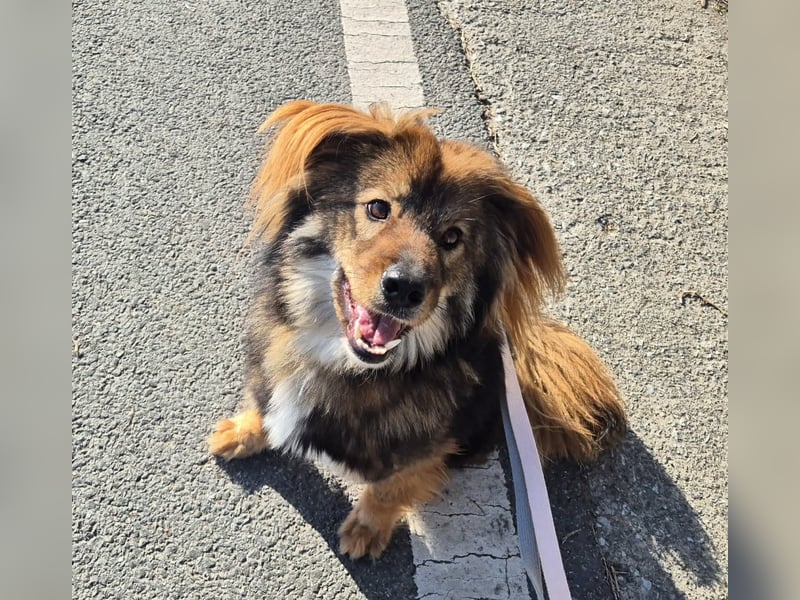 lieber Rüde sucht freundliches zu Hause 13,2kg, 42cm, 23 geb.