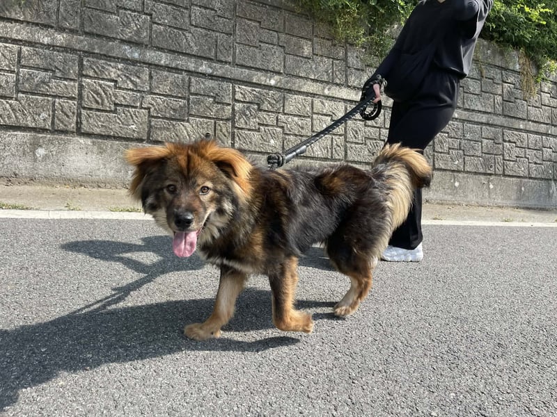 lieber Rüde sucht freundliches zu Hause 13,2kg, 42cm, 23 geb.
