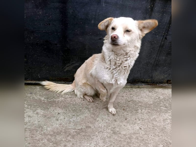 kleine Hundelady Lola