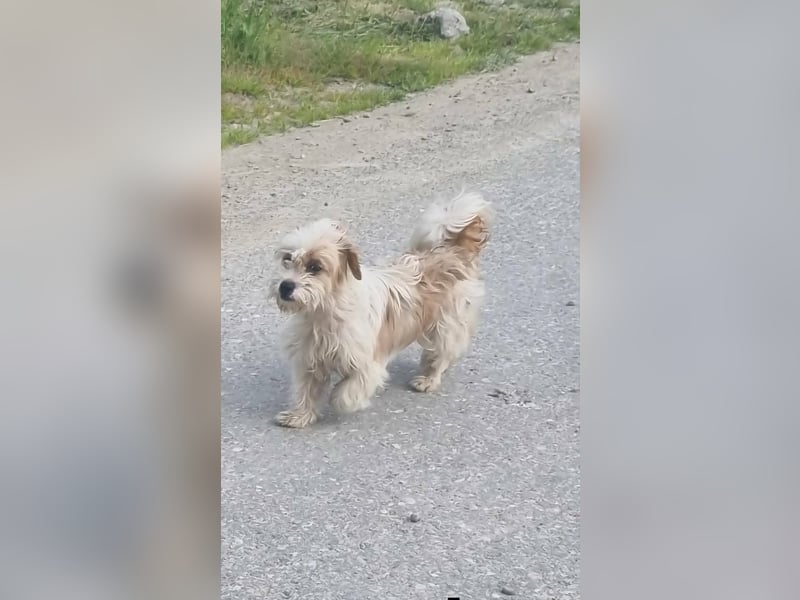 fröhliche Hundedame Jessi