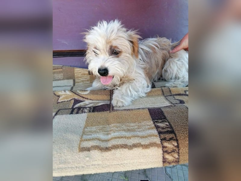 fröhliche Hundedame Jessi