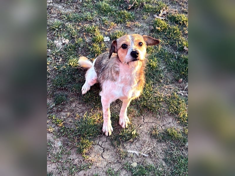 kleiner Struppi Myra