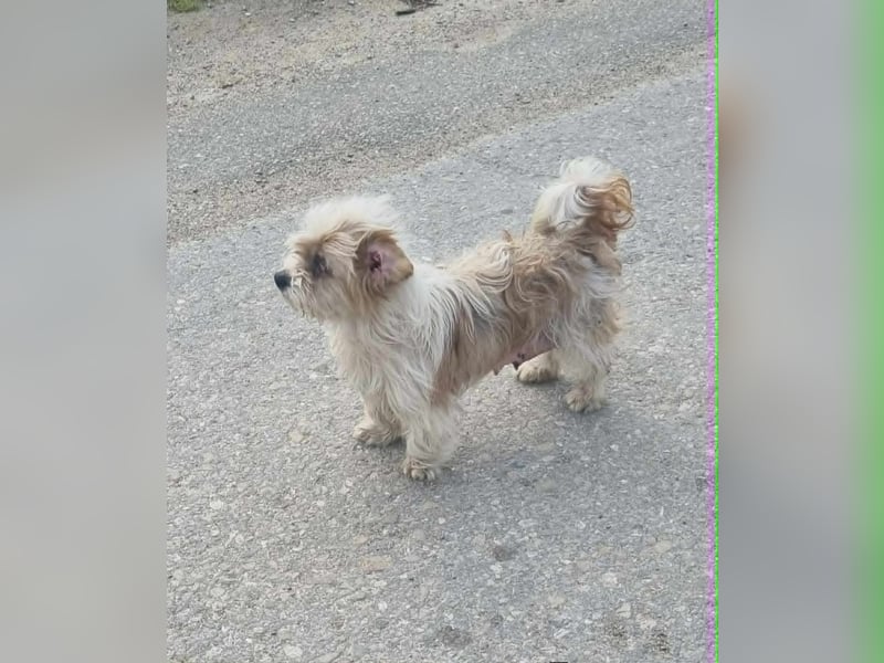 fröhliche Hundedame Jessi