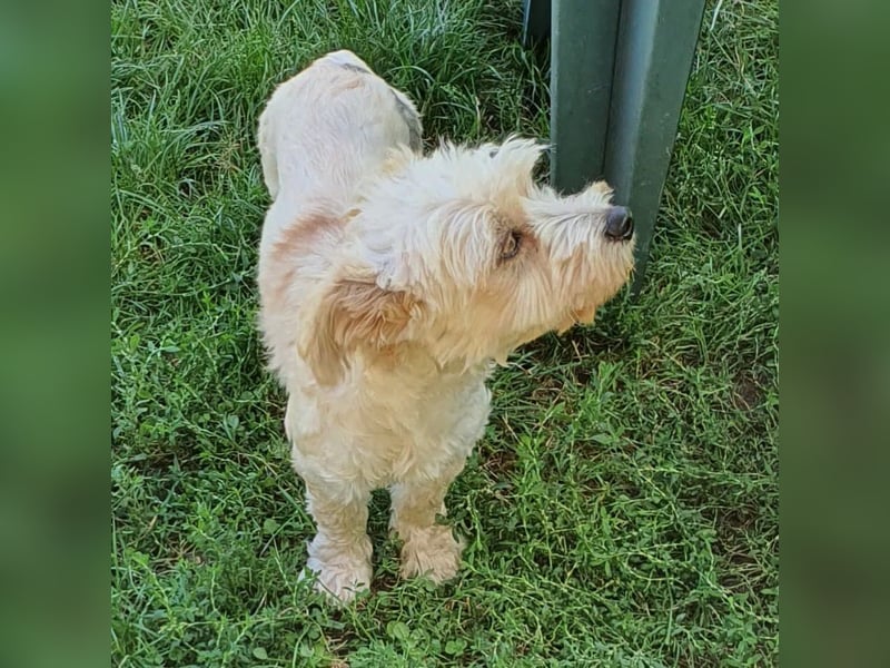 Roy mit den Schlappohren