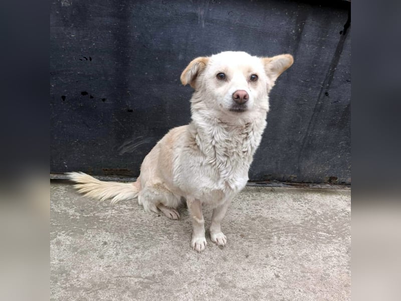 kleine Hundelady Lola