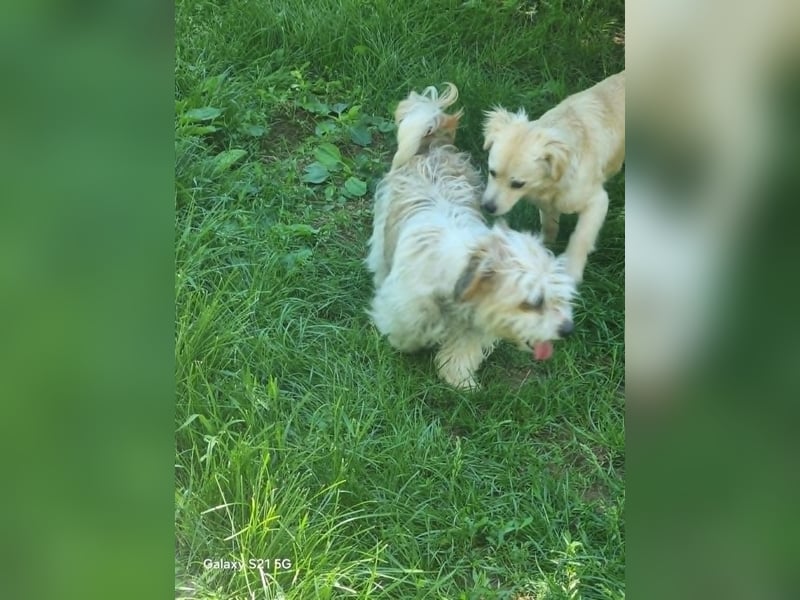 fröhliche Hundedame Jessi
