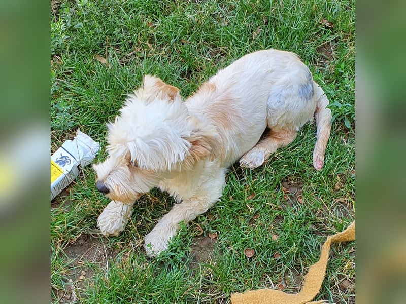 Roy mit den Schlappohren
