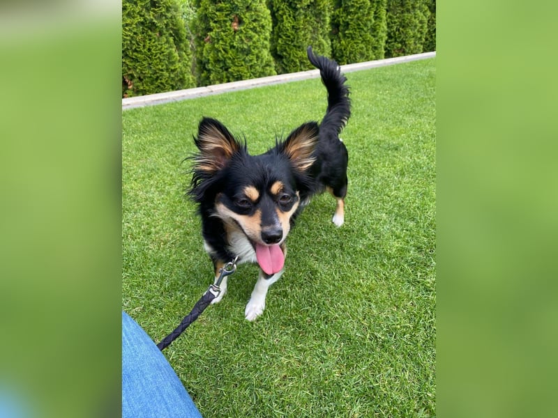 kleine Hundedama Maya