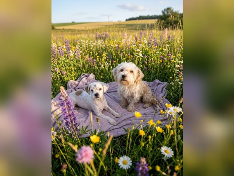 Havanesermixbub Toto