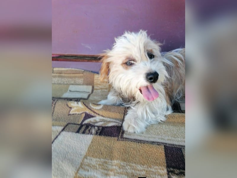 fröhliche Hundedame Jessi