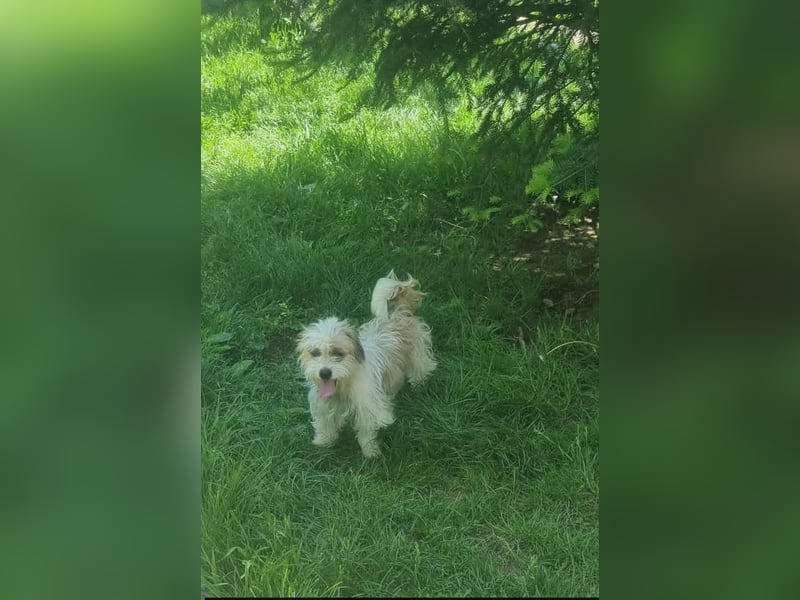 fröhliche Hundedame Jessi