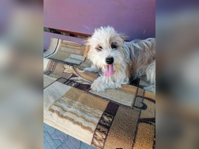 fröhliche Hundedame Jessi