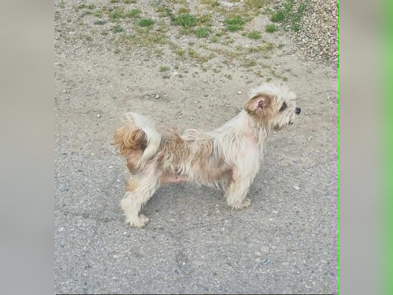 fröhliche Hundedame Jessi
