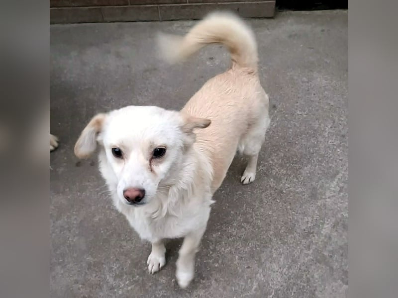 kleine Hundelady Lola