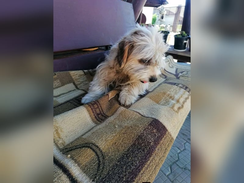 fröhliche Hundedame Jessi