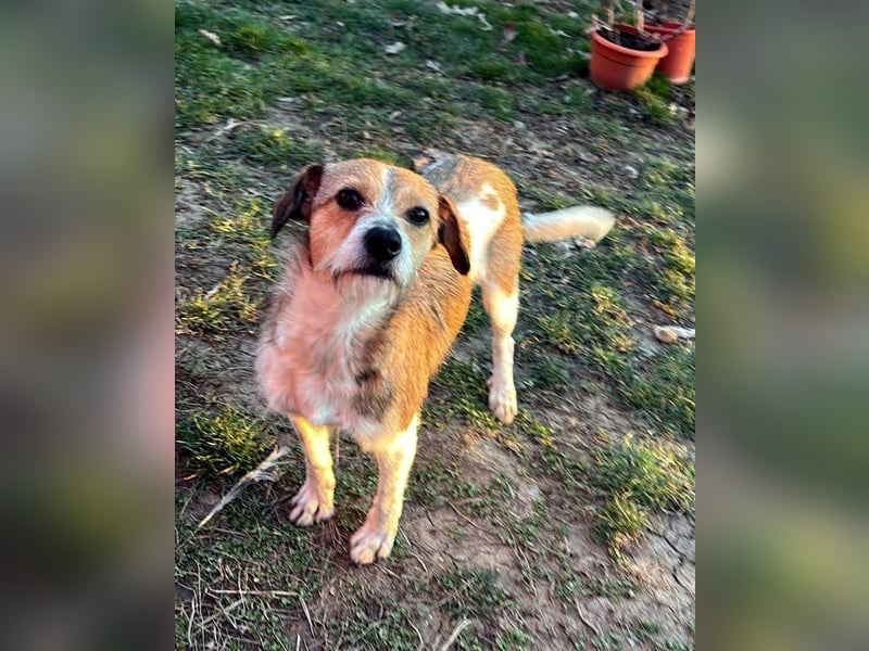 kleiner Struppi Myra