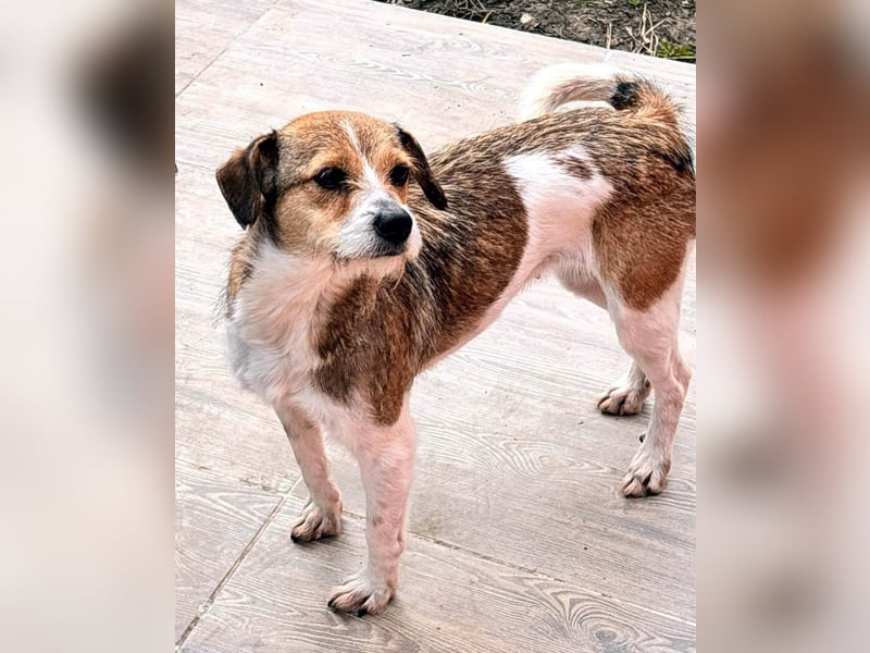 kleiner Struppi Myra