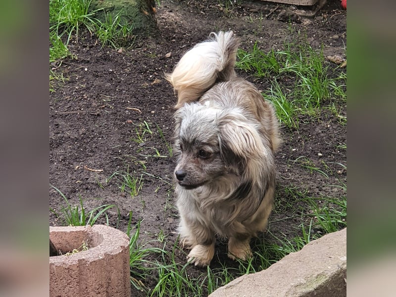 Pekinesenmix Merle