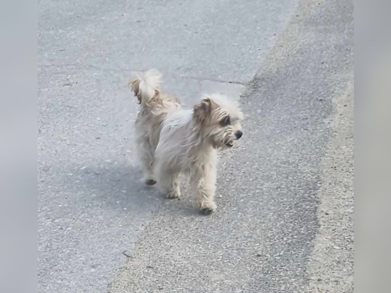 fröhliche Hundedame Jessi