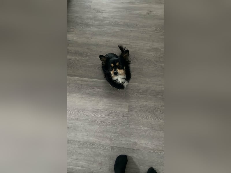 kleine Hundedama Maya