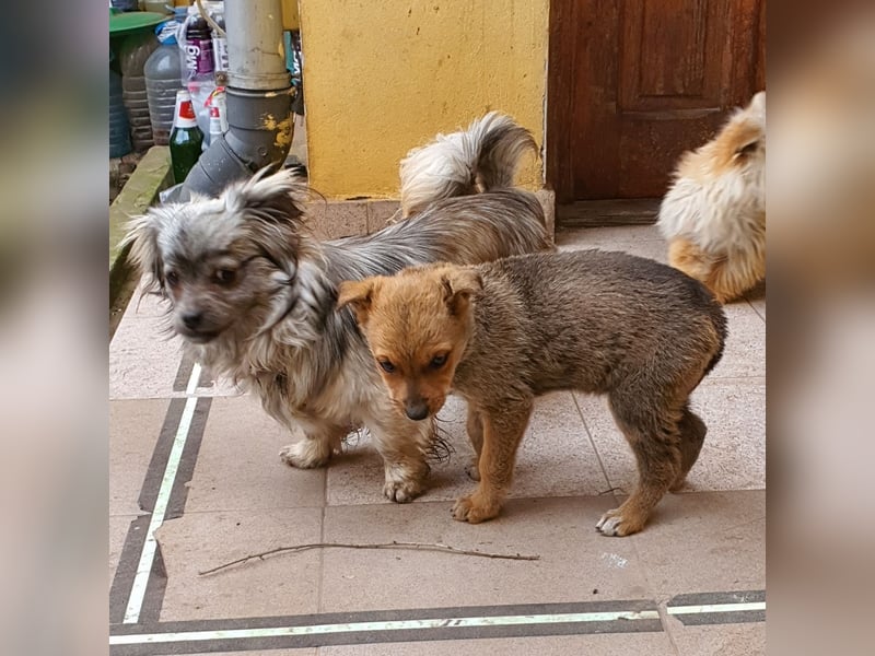 Pekinesenmix Merle