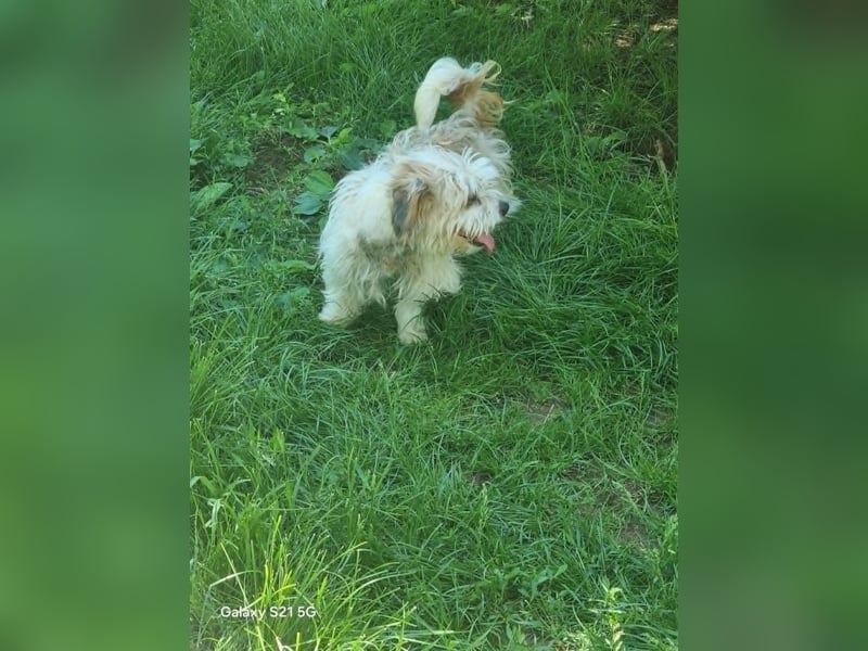 fröhliche Hundedame Jessi