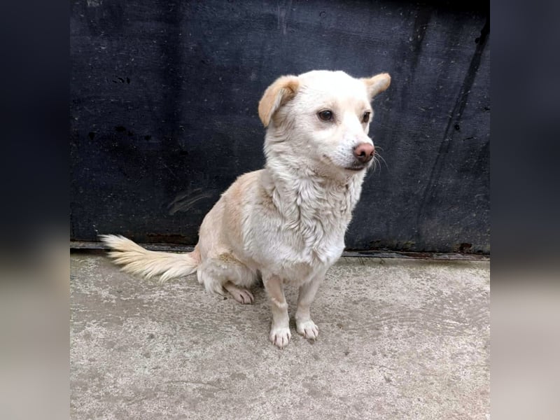 kleine Hundelady Lola