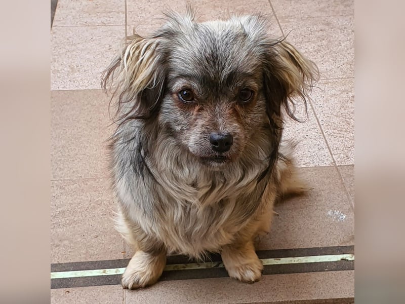 Pekinesenmix Merle