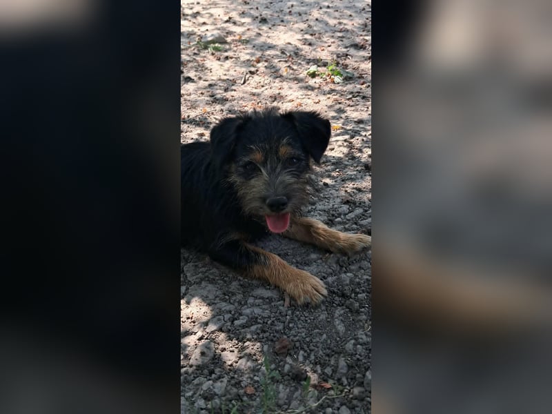 Lara, Schnauzer/Terriermix