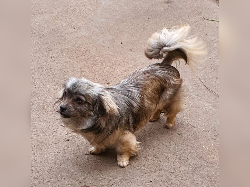 Pekinesenmix Merle