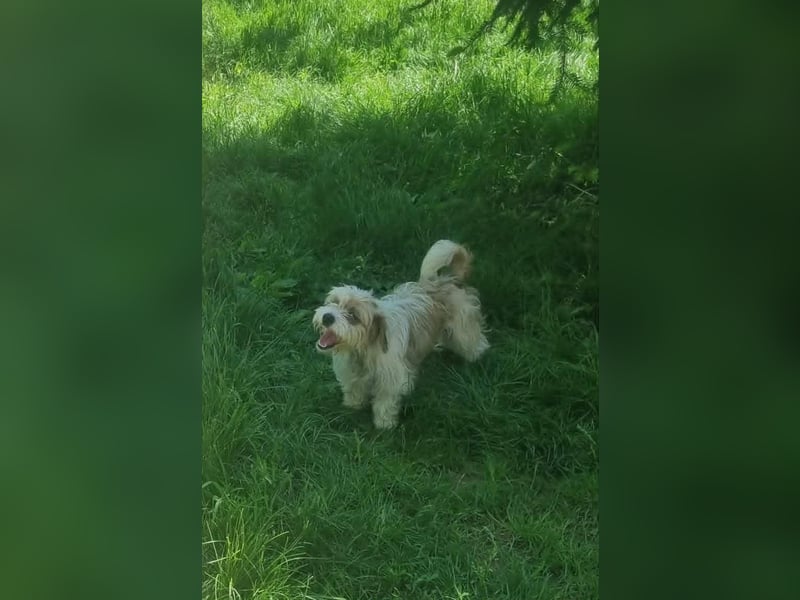 fröhliche Hundedame Jessi
