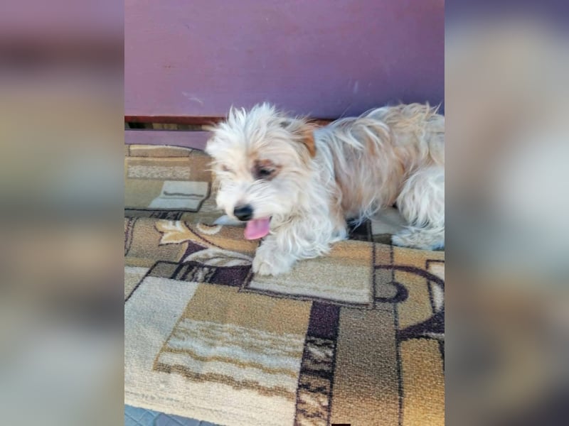 fröhliche Hundedame Jessi