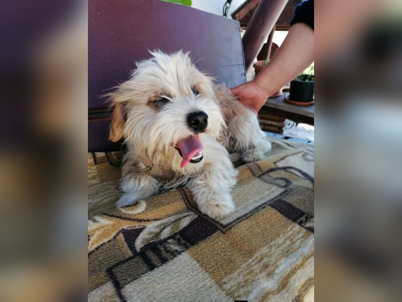 fröhliche Hundedame Jessi