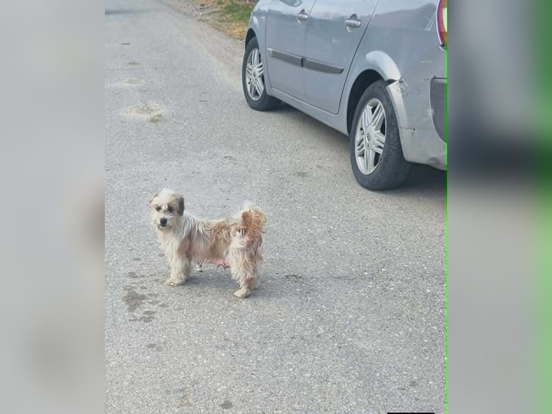 fröhliche Hundedame Jessi