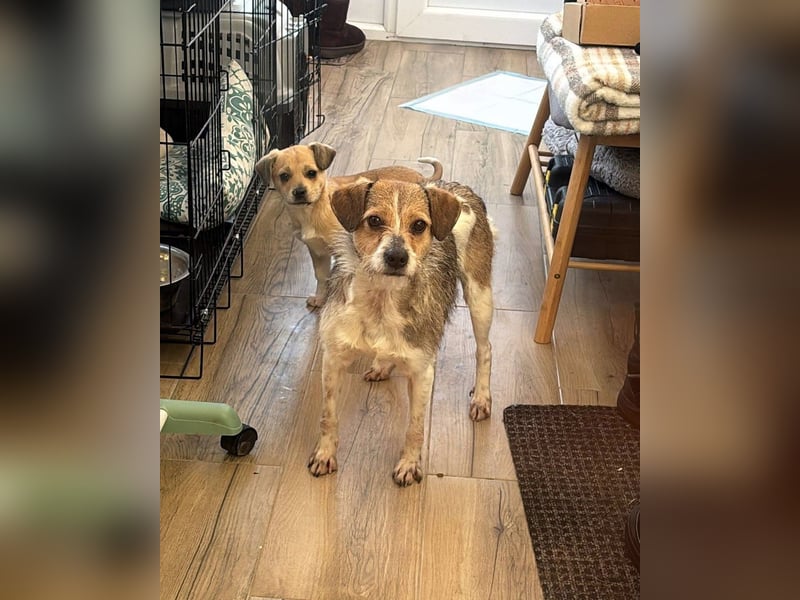 kleiner Struppi Myra