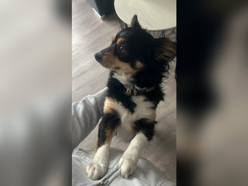 kleine Hundedama Maya