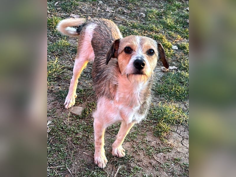 kleiner Struppi Myra