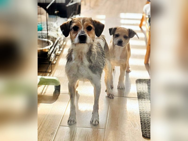 kleiner Struppi Myra