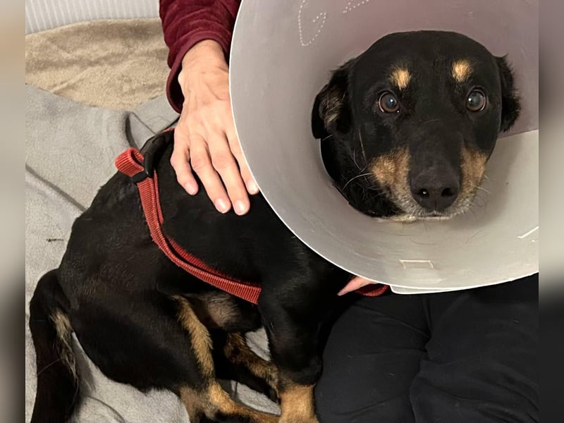 Sidney: Ein Wunder auf vier Pfoten