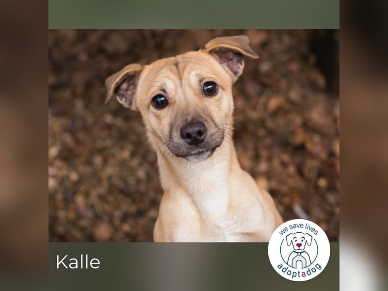 Kalle sucht ein Zuhause