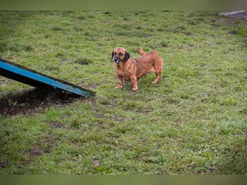 Anka sucht ein Zuhause