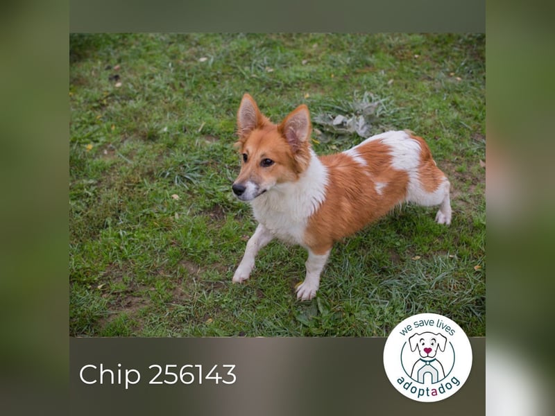 Chip 256143: Hundekind sucht ein Zuhause Chip 256143: Hundekind sucht ein Zuhause