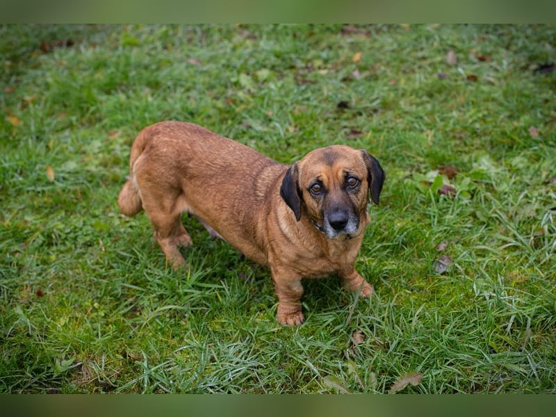 Anka sucht ein Zuhause