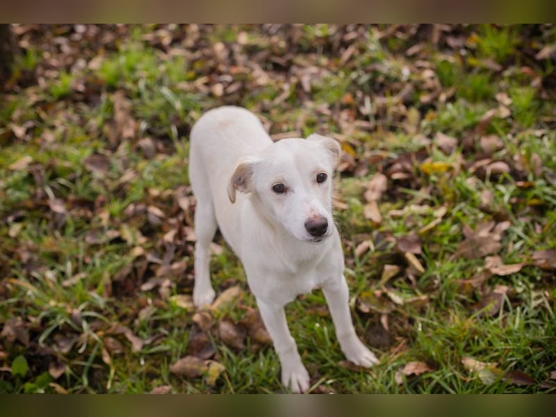 Kimani: Hundekind sucht ein Zuhause