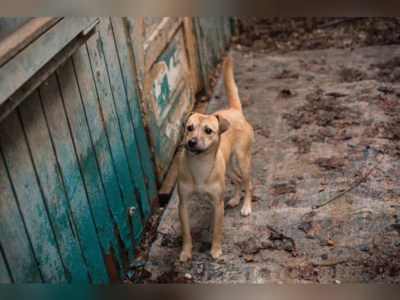 Kalle sucht ein Zuhause