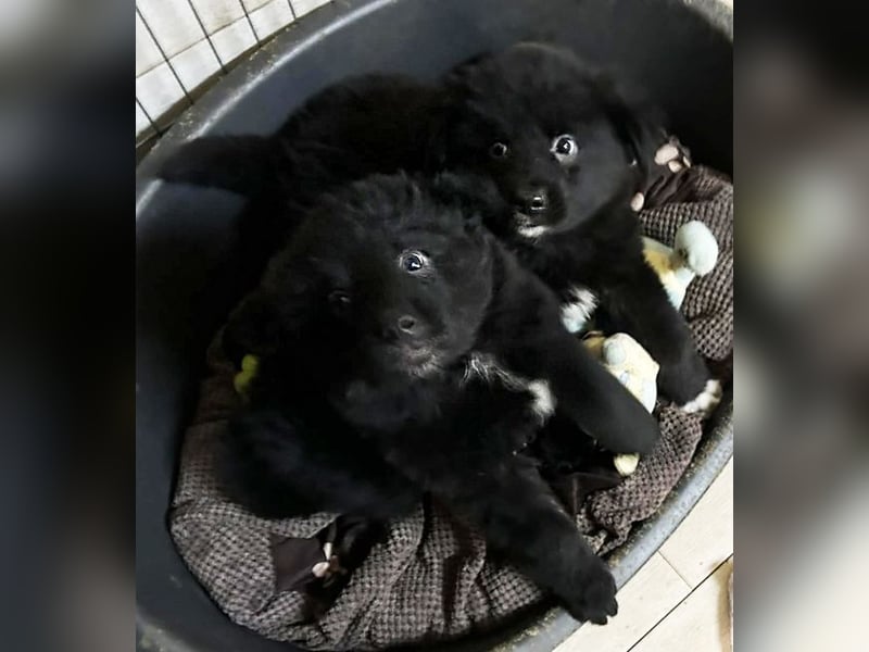 Chip 275371 sucht ein Zuhause