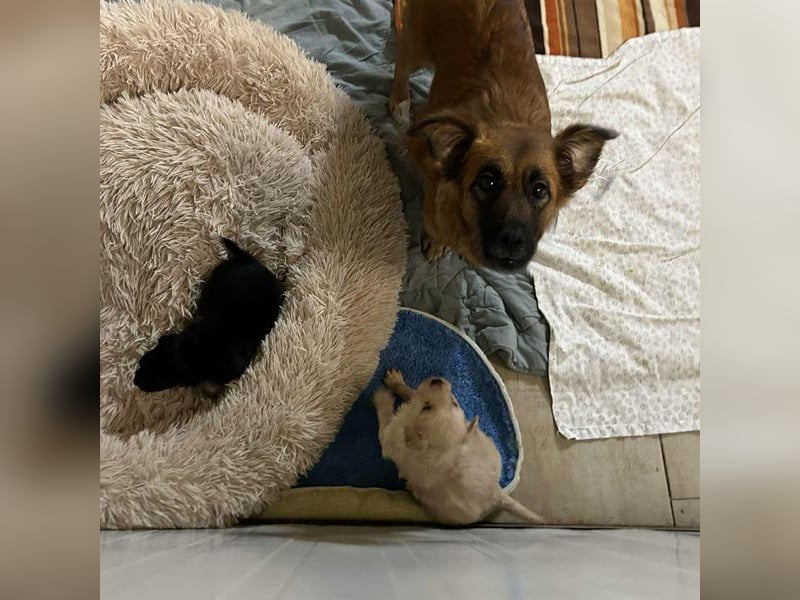 Maika sucht ein Zuhause