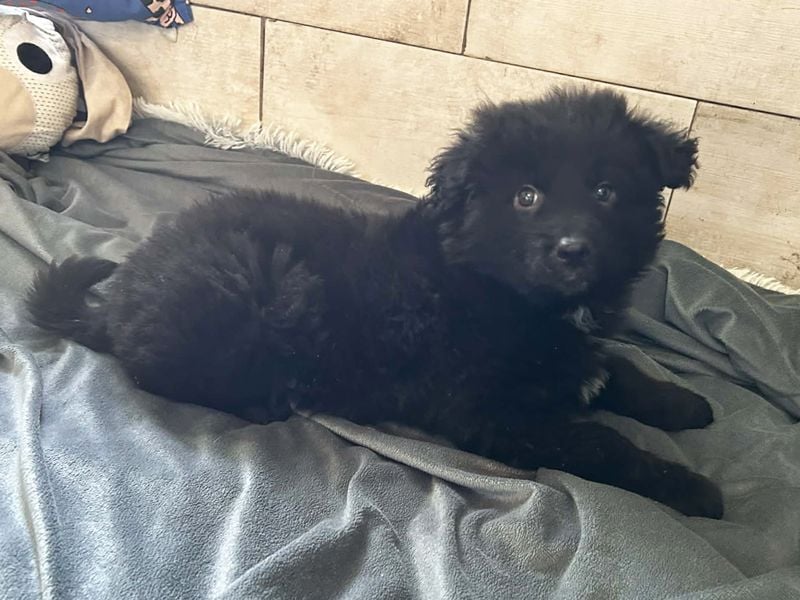 Chip 275371 sucht ein Zuhause